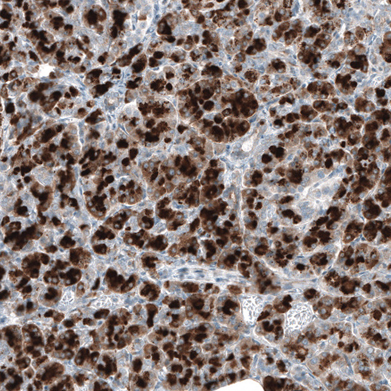 Immunohistochemical staining of human Pancreas shows strong cytoplasmic positivity in exocrine glandular cells.