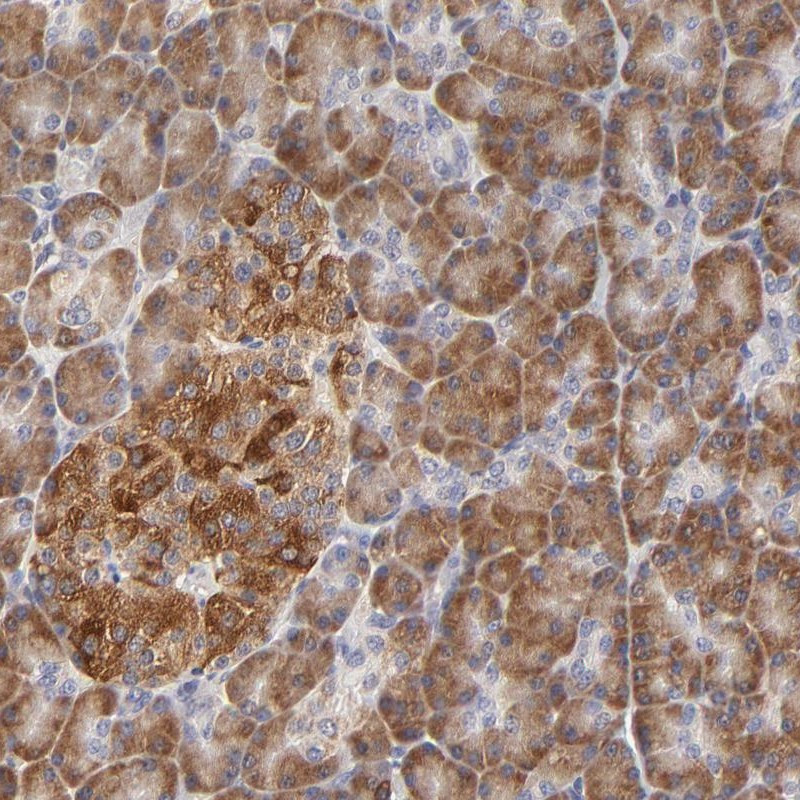 Immunohistochemical staining of human pancreas shows distinct cytoplasmic positivity in exocrine pancreas and islet cells.
