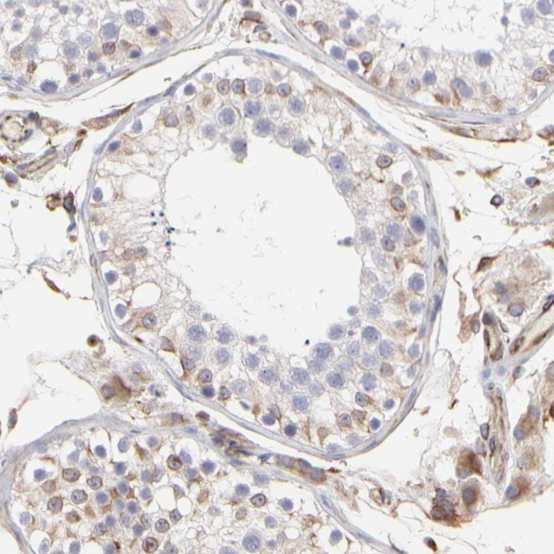 Immunohistochemical staining of human testis shows moderate cytoplasmic positivity in cells in seminiferous ducts and Leydig cells.