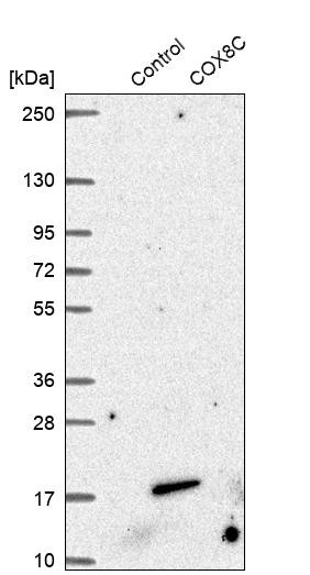 Western blot analysis in control (vector only transfected HEK293T lysate) and COX8C over-expression lysate (Co-expressed with a C-terminal myc-DDK tag (~3.1 kDa) in mammalian HEK293T cells, LY405286).