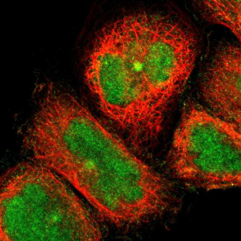 Immunofluorescent staining of human cell line A-431 shows localization to nucleus & microtubule organizing center.
