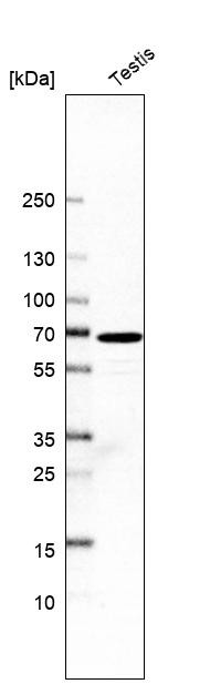 Western blot analysis in human testis tissue.