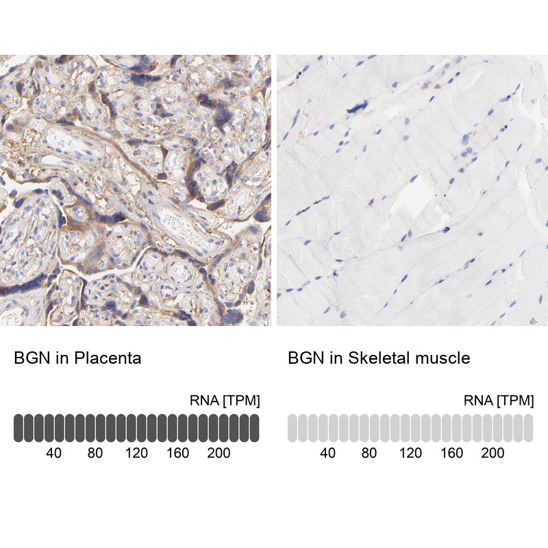 Immunohistochemistry analysis in human placenta and skeletal muscle tissues using HPA003157 antibody. Corresponding BGN RNA-seq data are presented for the same tissues.