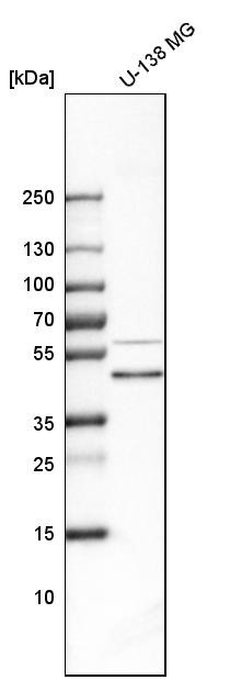 Western blot analysis in human cell line U-138 MG.