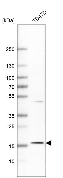 Western blot analysis in human cell line TD47D.