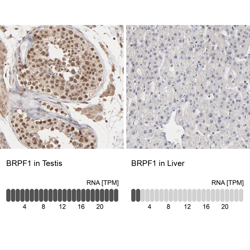 Immunohistochemistry analysis in human testis and liver tissues using Anti-BRPF1 antibody. Corresponding BRPF1 RNA-seq data are presented for the same tissues.