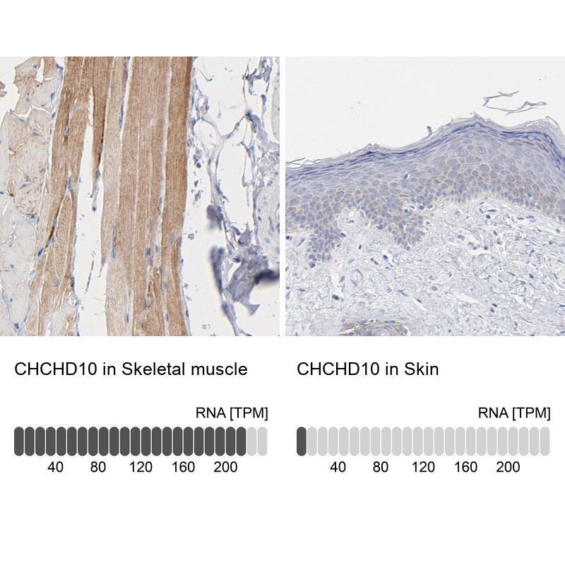 Immunohistochemistry analysis in human skeletal muscle and skin tissues using HPA003440 antibody. Corresponding CHCHD10 RNA-seq data are presented for the same tissues.