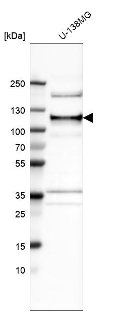 Western blot analysis in human cell line U-138MG.