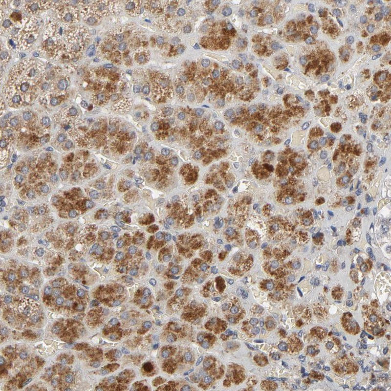 Immunohistochemical staining of human adrenal gland shows strong cytoplasmic positivity in cortical cells.