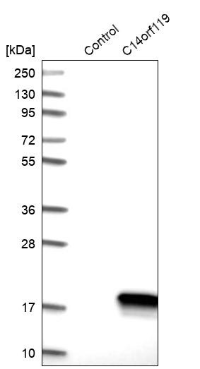Western blot analysis in control (vector only transfected HEK293T lysate) and C14orf119 over-expression lysate (Co-expressed with a C-terminal myc-DDK tag (~3.1 kDa) in mammalian HEK293T cells, LY413438).