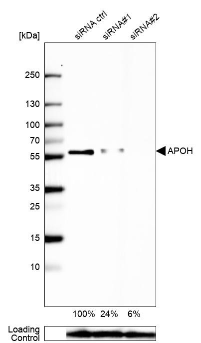 Western blot analysis in Caco-2 cells transfected with control siRNA, target specific siRNA probe #1 and #2, using Anti-APOH antibody. Remaining relative intensity is presented. Loading control: Anti-GAPDH.