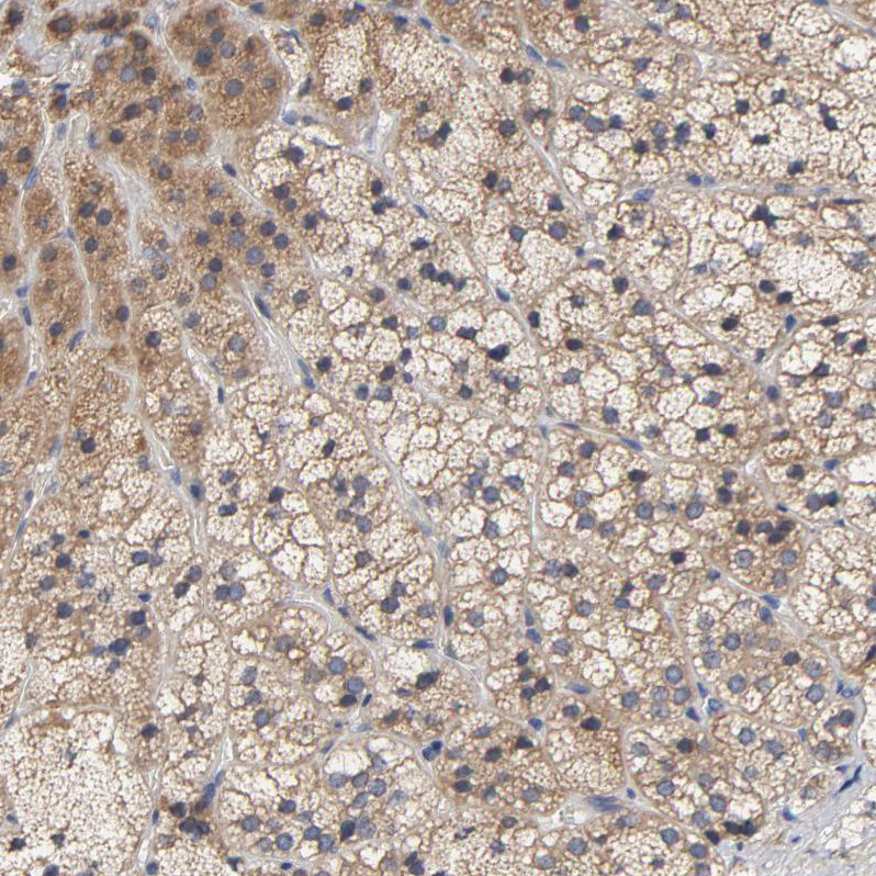 Immunohistochemical staining of human Adrenal gland shows moderate membranous and cytoplasmic positivity in glandular cells.