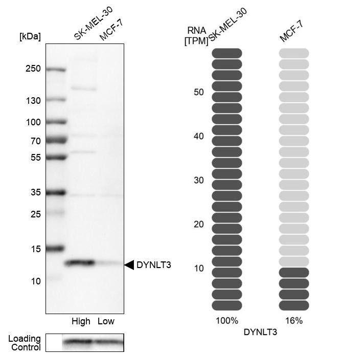 Western blot analysis in human cell lines SK-MEL-30 and MCF-7 using Anti-DYNLT3 antibody. Corresponding DYNLT3 RNA-seq data are presented for the same cell lines. Loading control: Anti-PFN1.