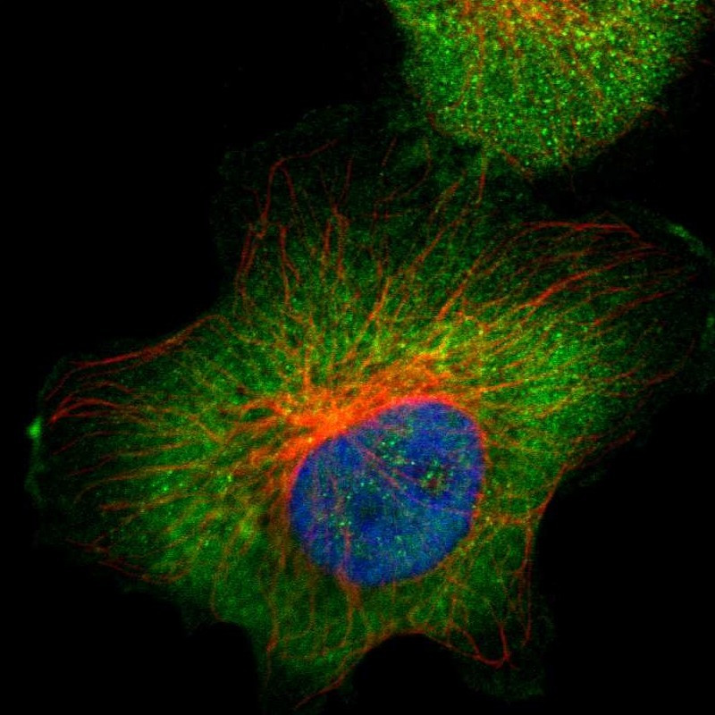 Immunofluorescent staining of human cell line U-251 MG shows localization to cytosol.