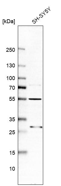 Western blot analysis in human cell line SH-SY5Y.