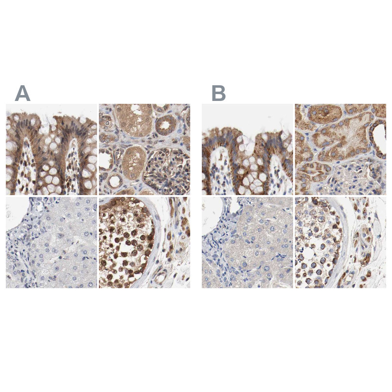 Immunohistochemical staining of human colon, kidney, liver and testis using Anti-AFG3L2 antibody HPA004479 (A) shows similar protein distribution across tissues to independent antibody HPA004480 (B).
