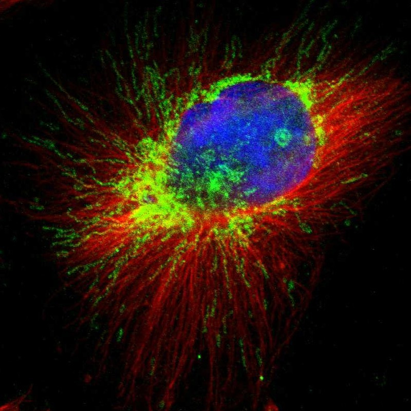 Immunofluorescent staining of human cell line U-251 MG shows localization to mitochondria.