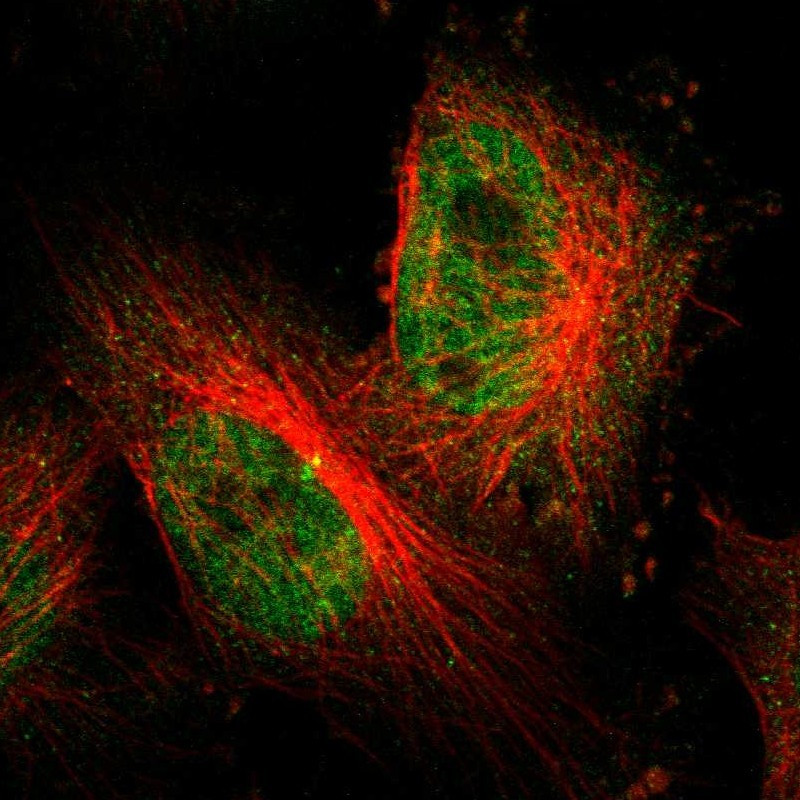 Immunofluorescent staining of human cell line U-251 MG shows localization to nucleoplasm.