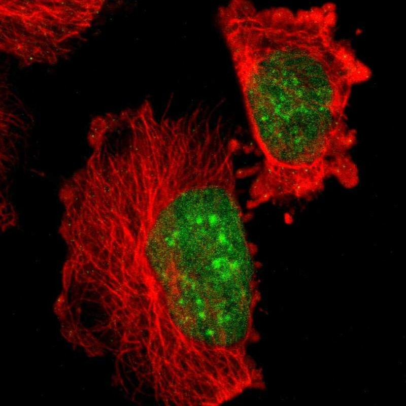 Immunofluorescent staining of human cell line U-251 MG shows localization to nucleoplasm & nuclear bodies.