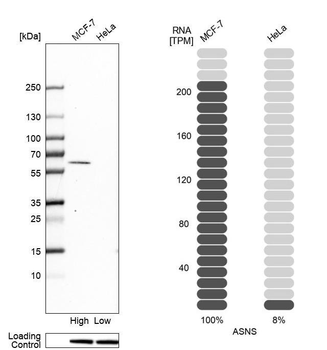 Western blot analysis in human cell line MCF-7 and human cell line HeLa.