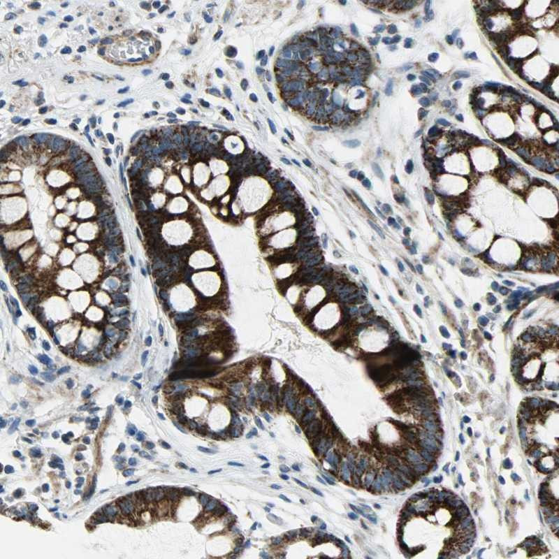 Immunohistochemical staining of human stomach shows strong cytoplasmic positivity in glandular cells.