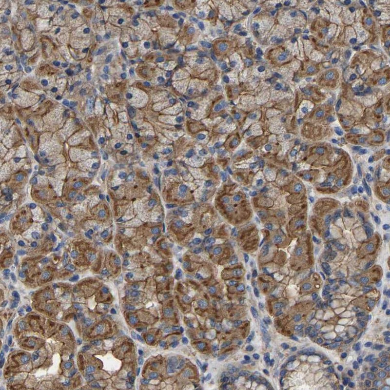 Immunohistochemical staining of human stomach shows cytoplasmic positivity in glandular cells.