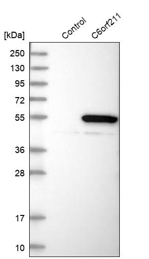 Western blot analysis in control (vector only transfected HEK293T lysate) and C6orf211 over-expression lysate (Co-expressed with a C-terminal myc-DDK tag (~3.1 kDa) in mammalian HEK293T cells, LY403003).