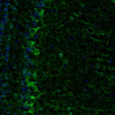 Immunofluorescence staining of mouse olfactory bulb shows positivity in the mitral cell layer.