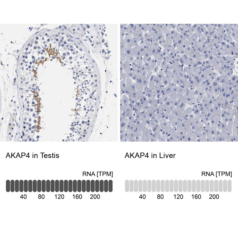 Immunohistochemistry analysis in human testis and endometrium tissues using Anti-AKAP4 antibody. Corresponding AKAP4 RNA-seq data are presented for the same tissues.