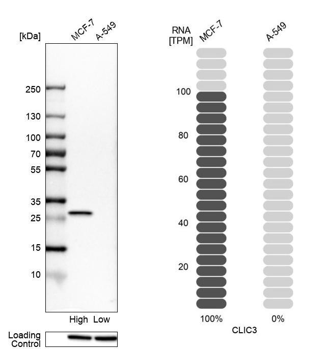 Western blot analysis in human cell lines MCF-7 and A-549 using Anti-CLIC3 antibody. Corresponding CLIC3 RNA-seq data are presented for the same cell lines. Loading control: Anti-HSP90B1.