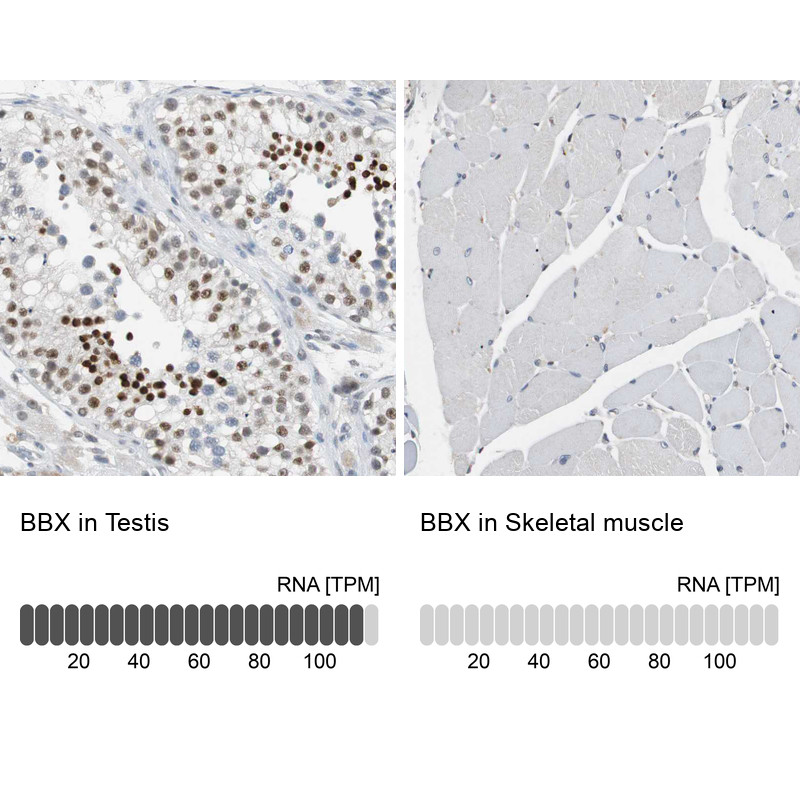 Immunohistochemistry analysis in human testis and skeletal muscle tissues using HPA006049 antibody. Corresponding BBX RNA-seq data are presented for the same tissues.