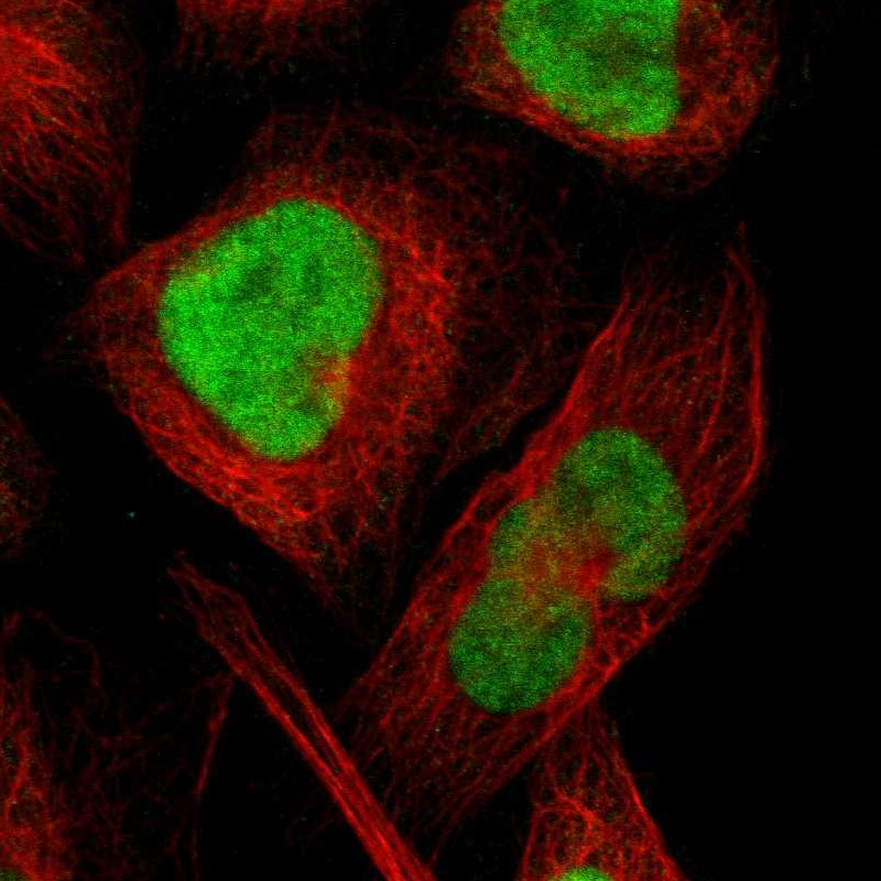 Immunofluorescent staining of human cell line U-2 OS shows localization to nucleoplasm.