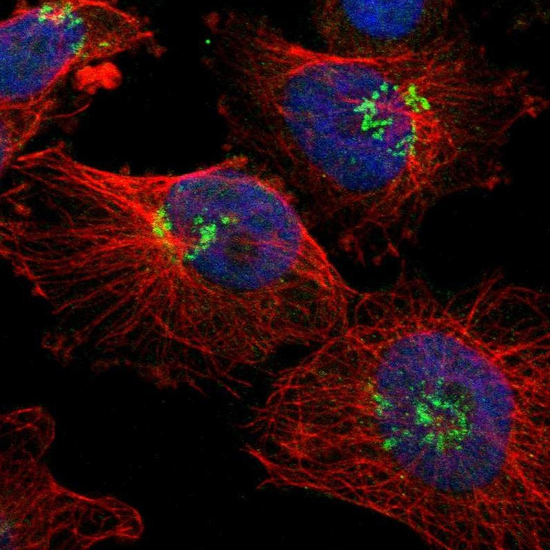 Immunofluorescent staining of human cell line U-251 MG shows localization to nucleoplasm & the Golgi apparatus.