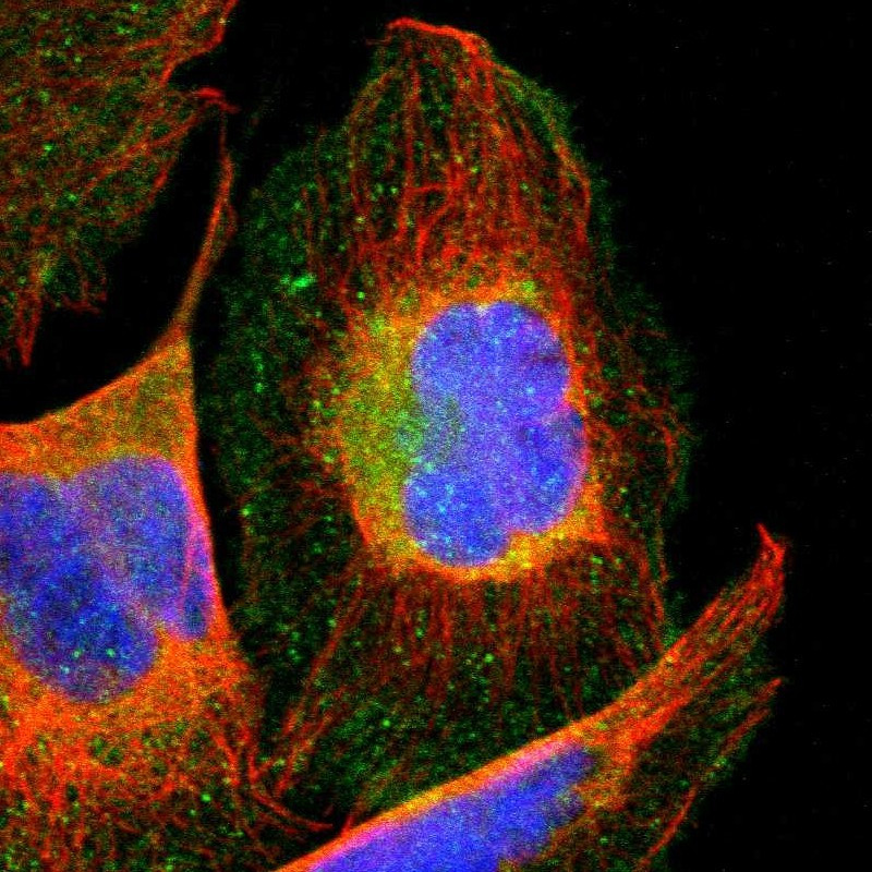 Immunofluorescent staining of human cell line U-2 OS shows localization to plasma membrane & cytosol.