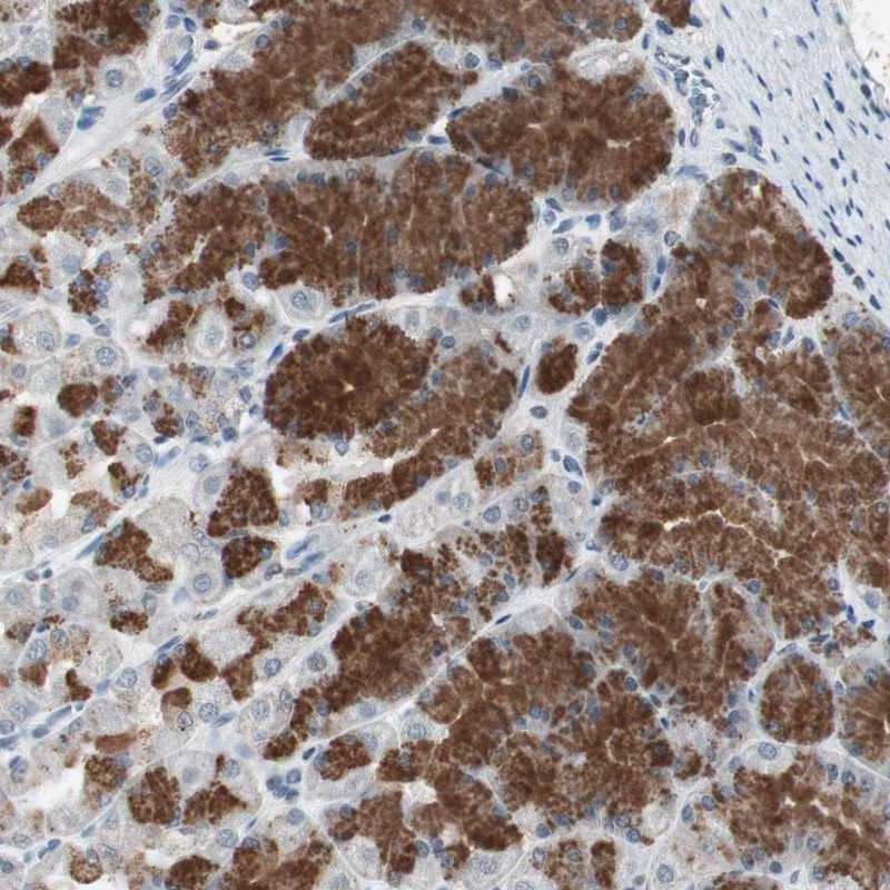 Immunohistochemical staining of human stomach shows strong cytoplasmic positivity in glandular cells.