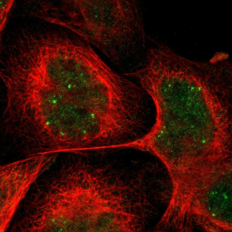 Immunofluorescent staining of human cell line A-431 shows localization to nuclear bodies.