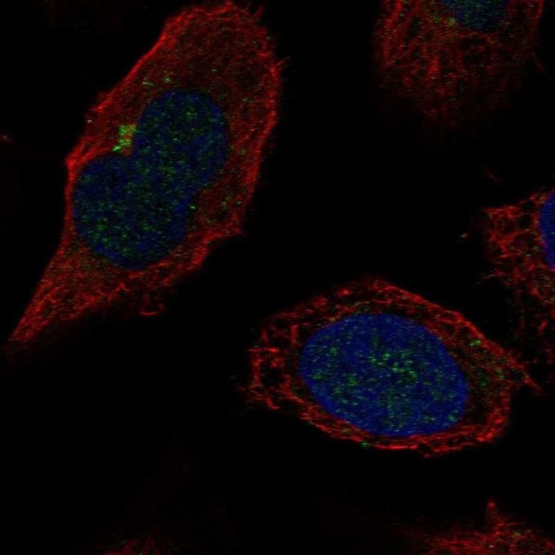 Immunofluorescent staining of human cell line U-2 OS shows localization to the Golgi apparatus.