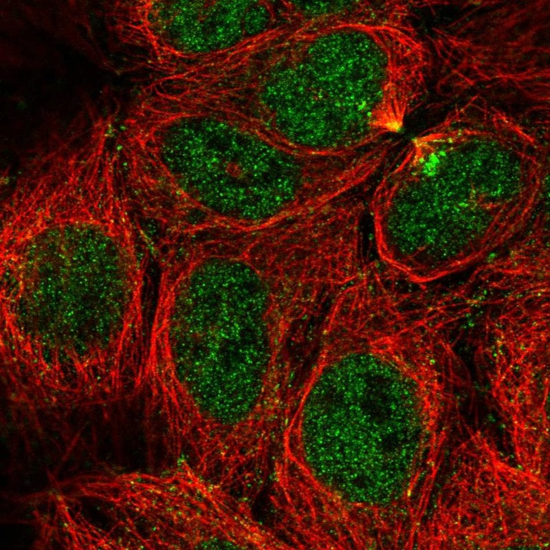 Immunofluorescent staining of human cell line CACO-2 shows localization to nucleoplasm & cytokinetic bridge.