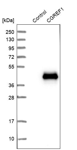 Western blot analysis in control (vector only transfected HEK293T lysate) and CGREF1 over-expression lysate (Co-expressed with a C-terminal myc-DDK tag (~3.1 kDa) in mammalian HEK293T cells, LY416558).