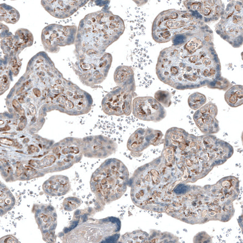 Immunohistochemical staining of human placenta shows moderate staining in extracellular space in endothelial lumina.