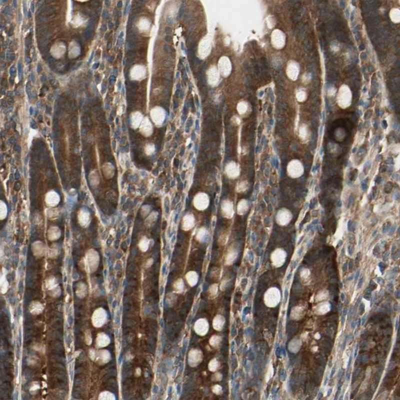 Immunohistochemical staining of human duodenum shows strong cytoplasmic positivity in glandular cells.