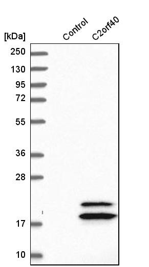 Western blot analysis in control (vector only transfected HEK293T lysate) and C2orf40 over-expression lysate (Co-expressed with a C-terminal myc-DDK tag (~3.1 kDa) in mammalian HEK293T cells, LY403168).