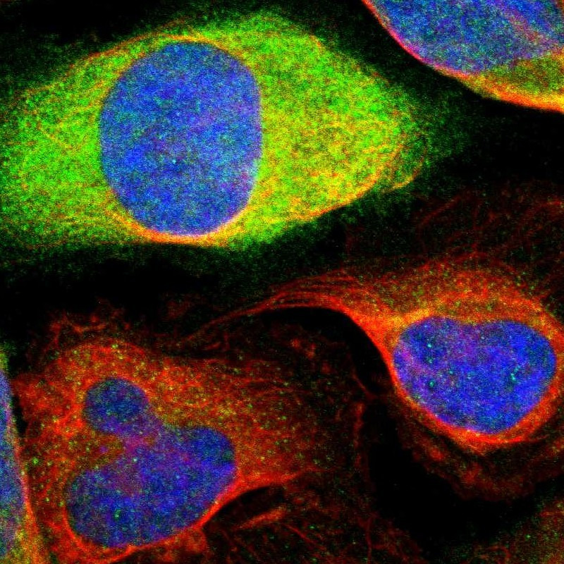 Immunofluorescent staining of human cell line U-2 OS shows localization to cytosol.
