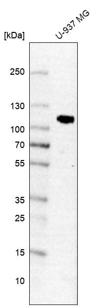 Western blot analysis in human cell line U-937 MG.