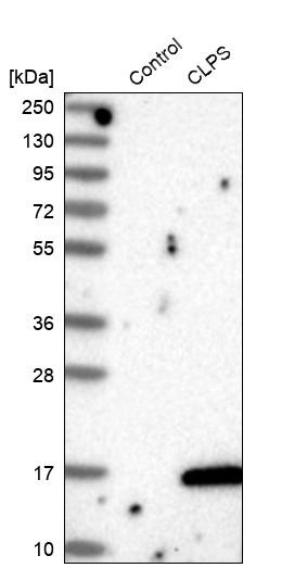Western blot analysis in control (vector only transfected HEK293T lysate) and CLPS over-expression lysate (Co-expressed with a C-terminal myc-DDK tag (~3.1 kDa) in mammalian HEK293T cells, LY419722).
