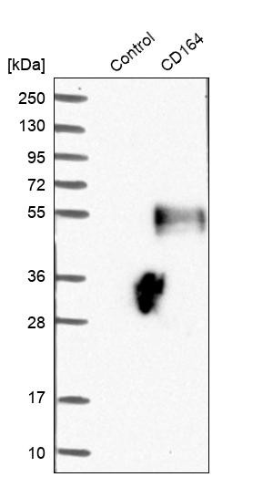 Western blot analysis in control (vector only transfected HEK293T lysate) and CD164 over-expression lysate (Co-expressed with a C-terminal myc-DDK tag (~3.1 kDa) in mammalian HEK293T cells, LY416885).