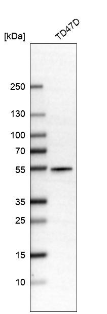 Western blot analysis in human cell line TD47D.