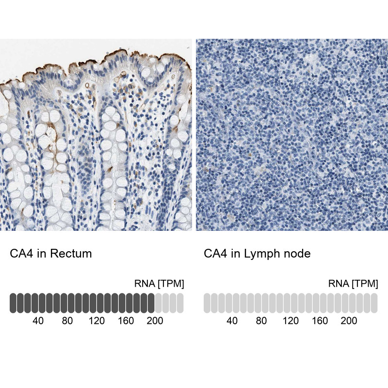 Immunohistochemistry analysis in human rectum and lymph node tissues using HPA011089 antibody. Corresponding CA4 RNA-seq data are presented for the same tissues.