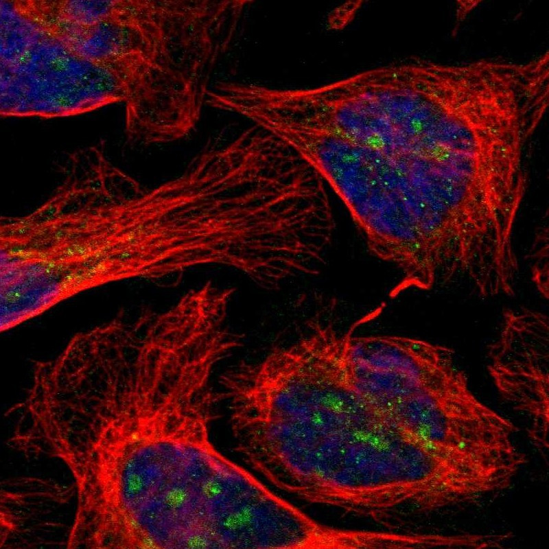 Immunofluorescent staining of human cell line U-2 OS shows localization to nucleoli & cytosol.