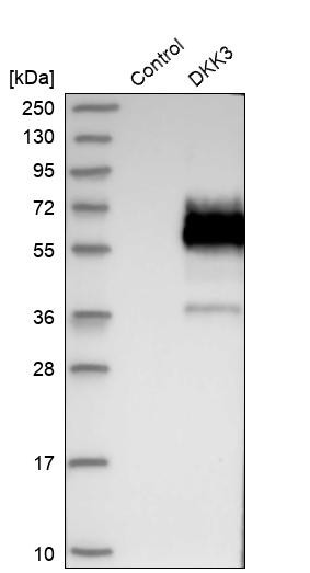 Western blot analysis in control (vector only transfected HEK293T lysate) and DKK3 over-expression lysate (Co-expressed with a C-terminal myc-DDK tag (~3.1 kDa) in mammalian HEK293T cells, LY415712).